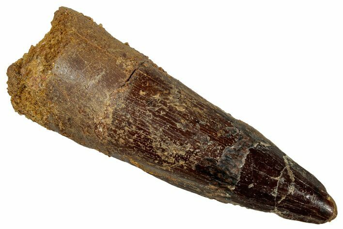 Fossil Spinosaurus Tooth - Real Dinosaur Tooth #329666